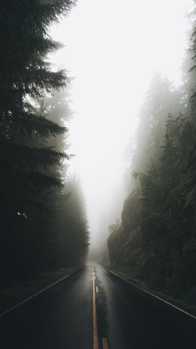 树木附近的灰色沥青路